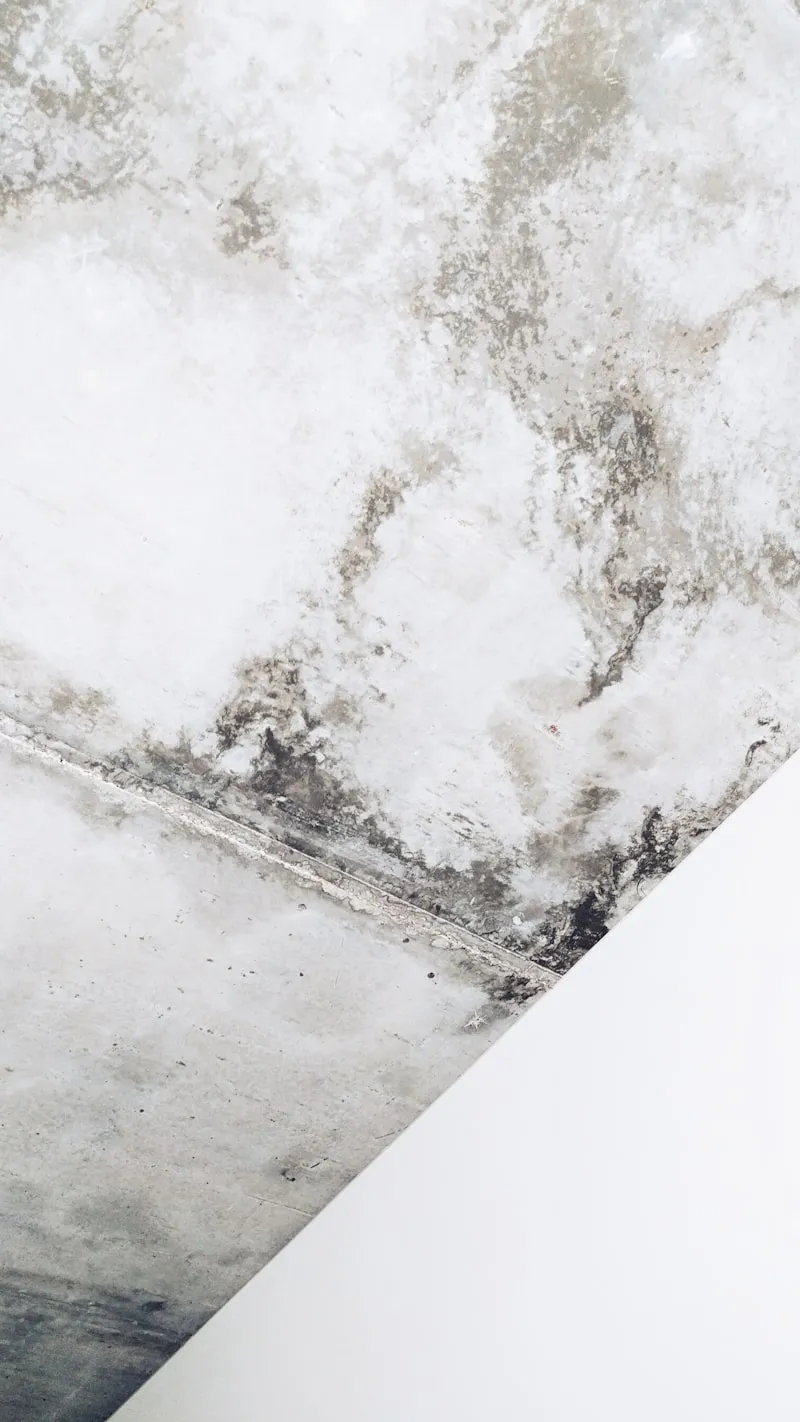 Mildew growth on a wall — white and gray powdery patches spreading across a surface