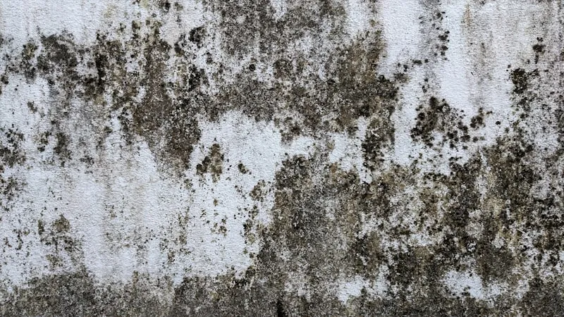 Black mold spreading across a white wall — dark irregular clusters penetrating the surface